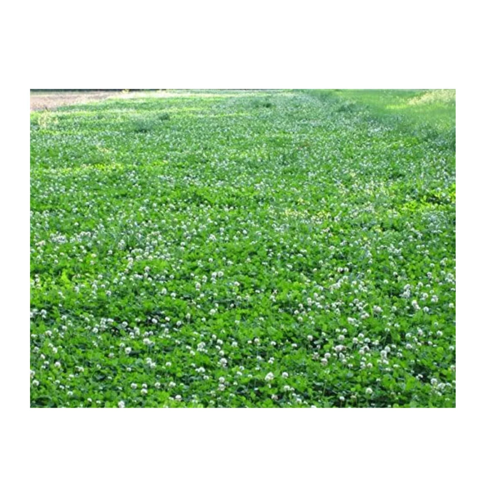 Pennington Rackmaster Durana Food Plot Seed Perennial White Clover 5 lbs for Deer Hunting and Wildlife Management