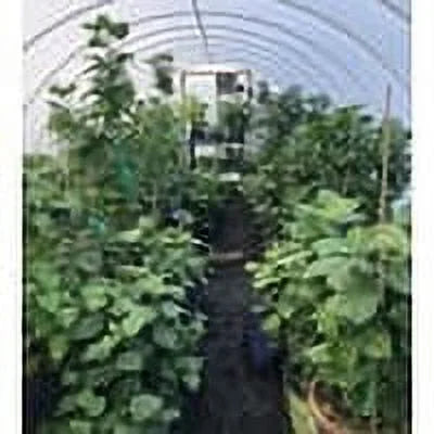 Live Plant! "Sweet Love" Exotic Tropical Hibiscus Live Plant in 4" pot