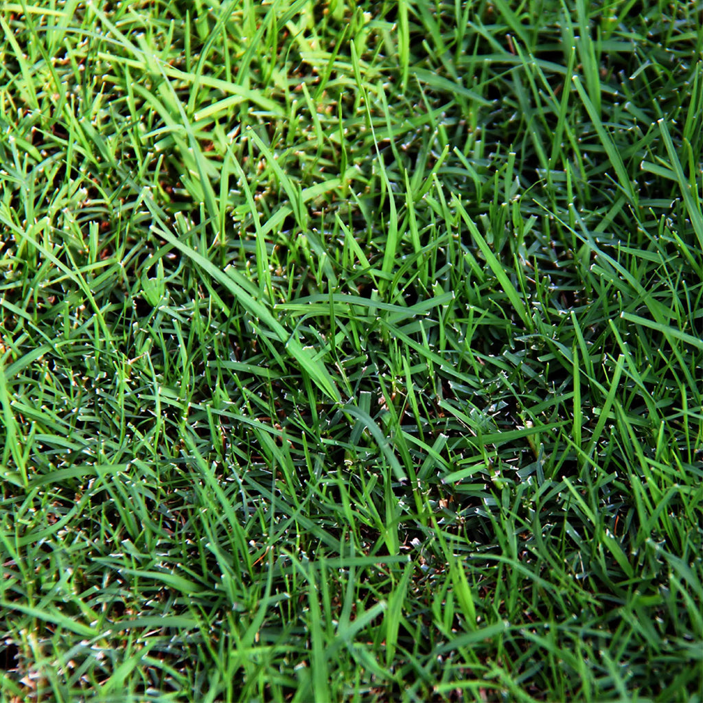 Pennington Sahara Bermudagrass Southern Grass Seed, for Full Sun, 5 lb.