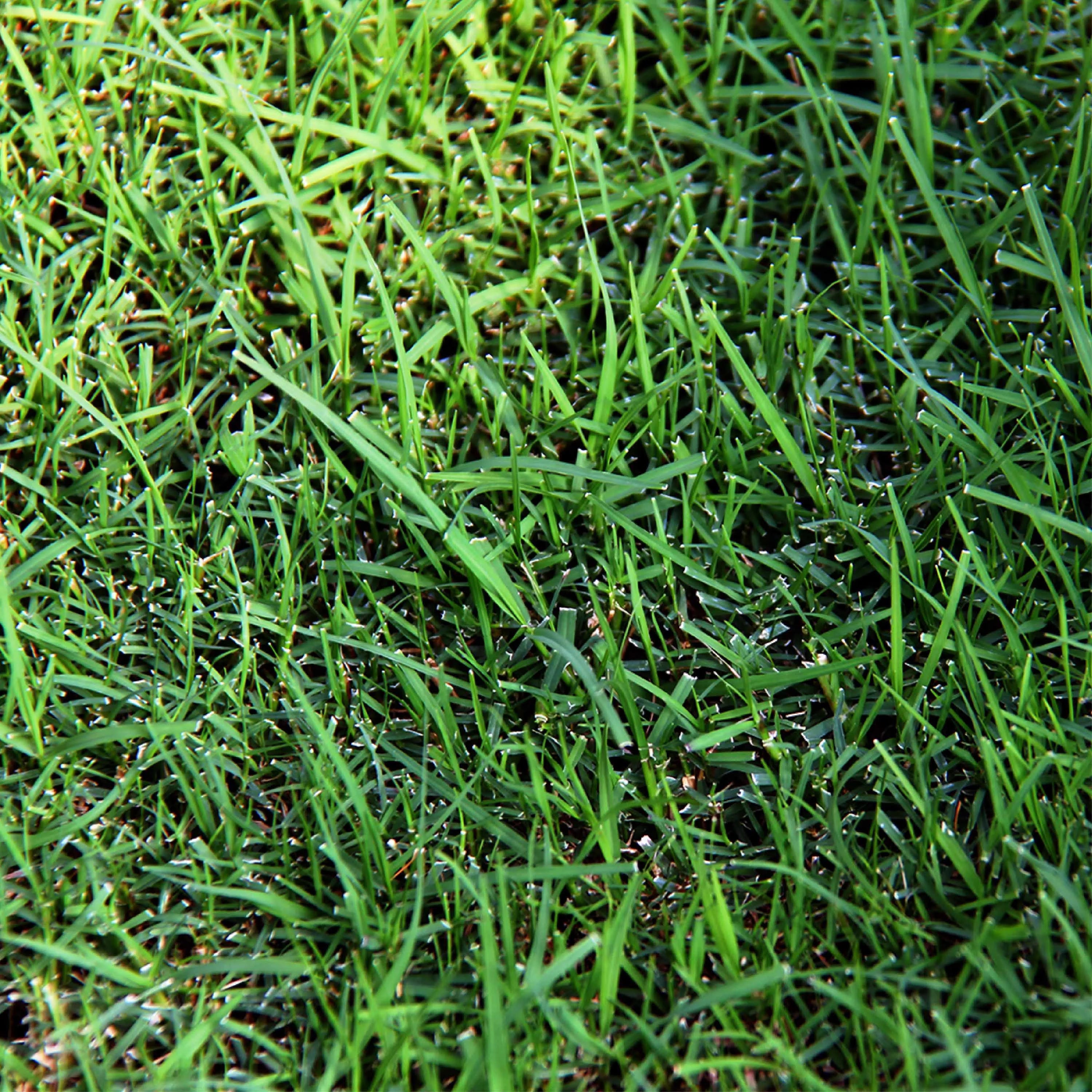 Pennington Sahara Bermudagrass Southern Grass Seed, for Full Sun, 5 lb.