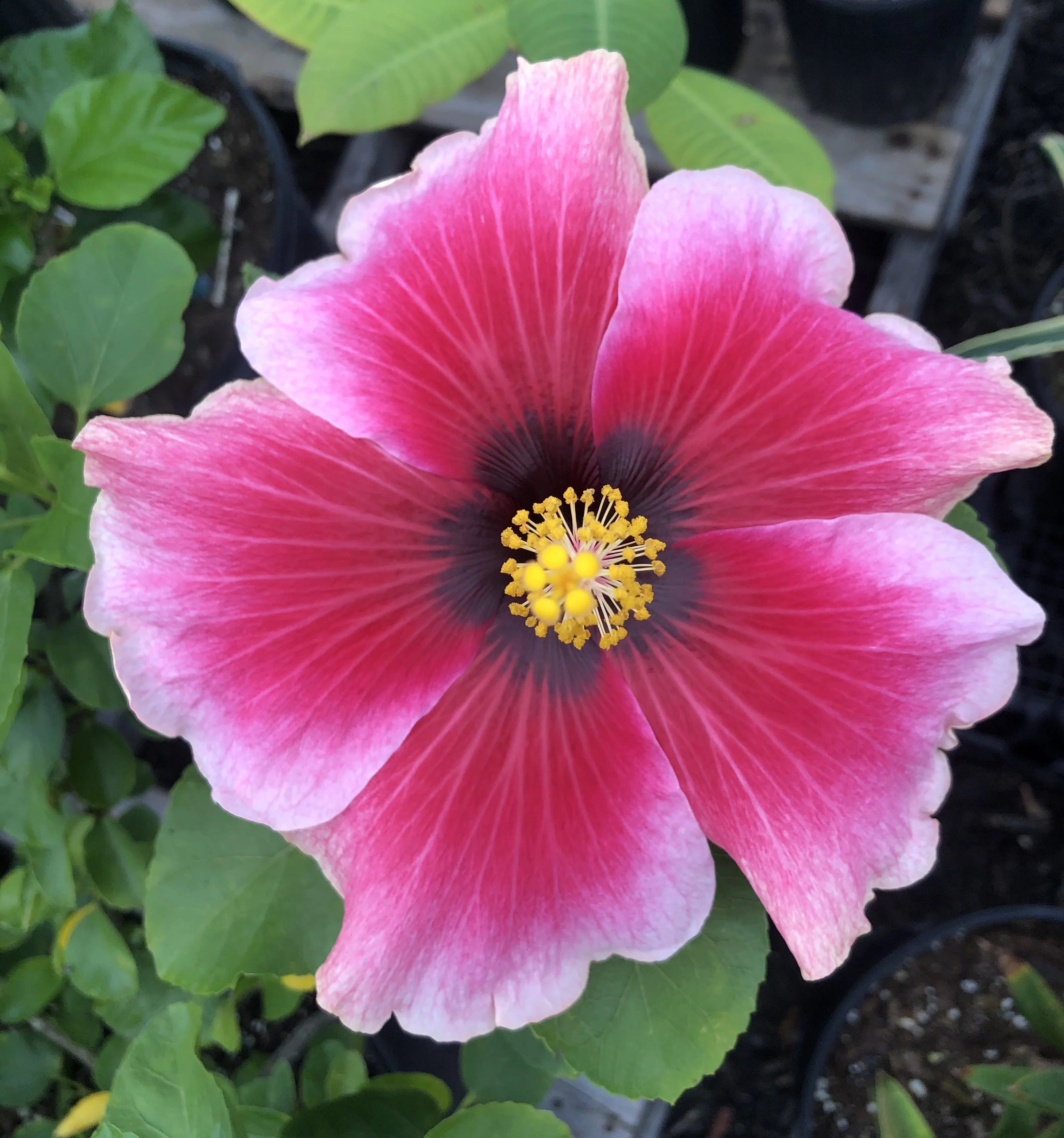 Live Plant! "Sweet Love" Exotic Tropical Hibiscus Live Plant in 4" pot