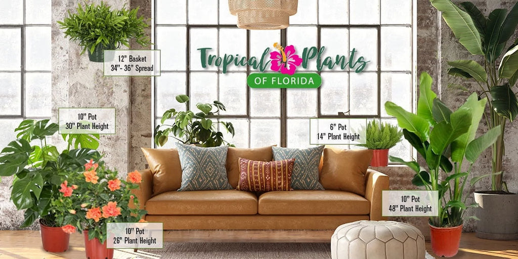 Tropical Plants of Florida 38" to 44" Yellow Hibiscus Tree; Yellow Flower Tree, Full Sunlight