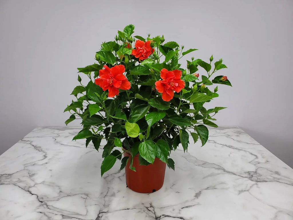 Tropical Plants of Florida 24" to 28" Live Double Red Hibiscus Bush; Full Sunlight, Outdoor Plant