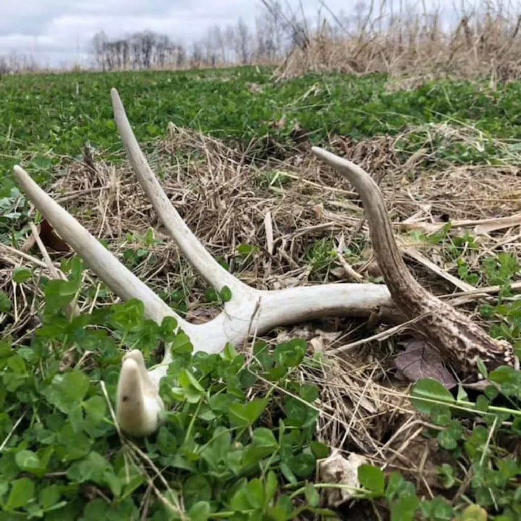 Pennington Rackmaster Durana Food Plot Seed Perennial White Clover 5 lbs for Deer Hunting and Wildlife Management
