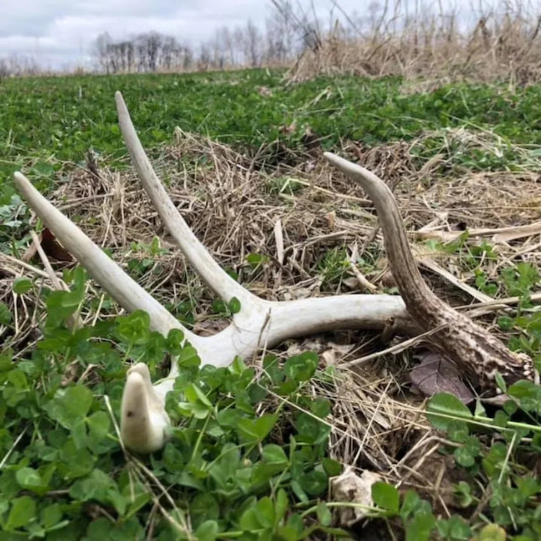 Pennington Rackmaster Clover Trio Deer and Wildlife Food Plot Seed, Full Sun to Partial Shade, 5 lbs