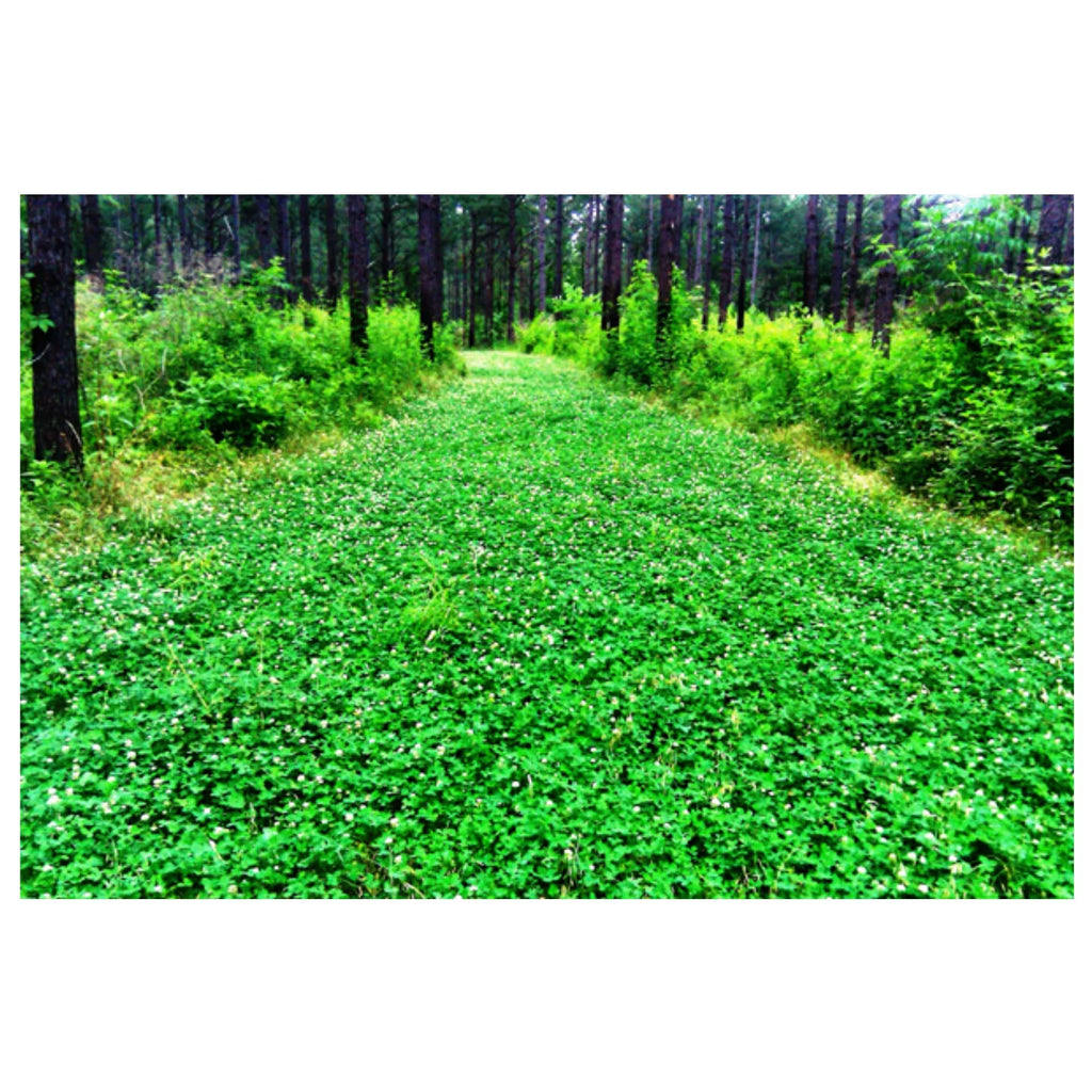 Pennington Rackmaster Durana Food Plot Seed Perennial White Clover 5 lbs for Deer Hunting and Wildlife Management