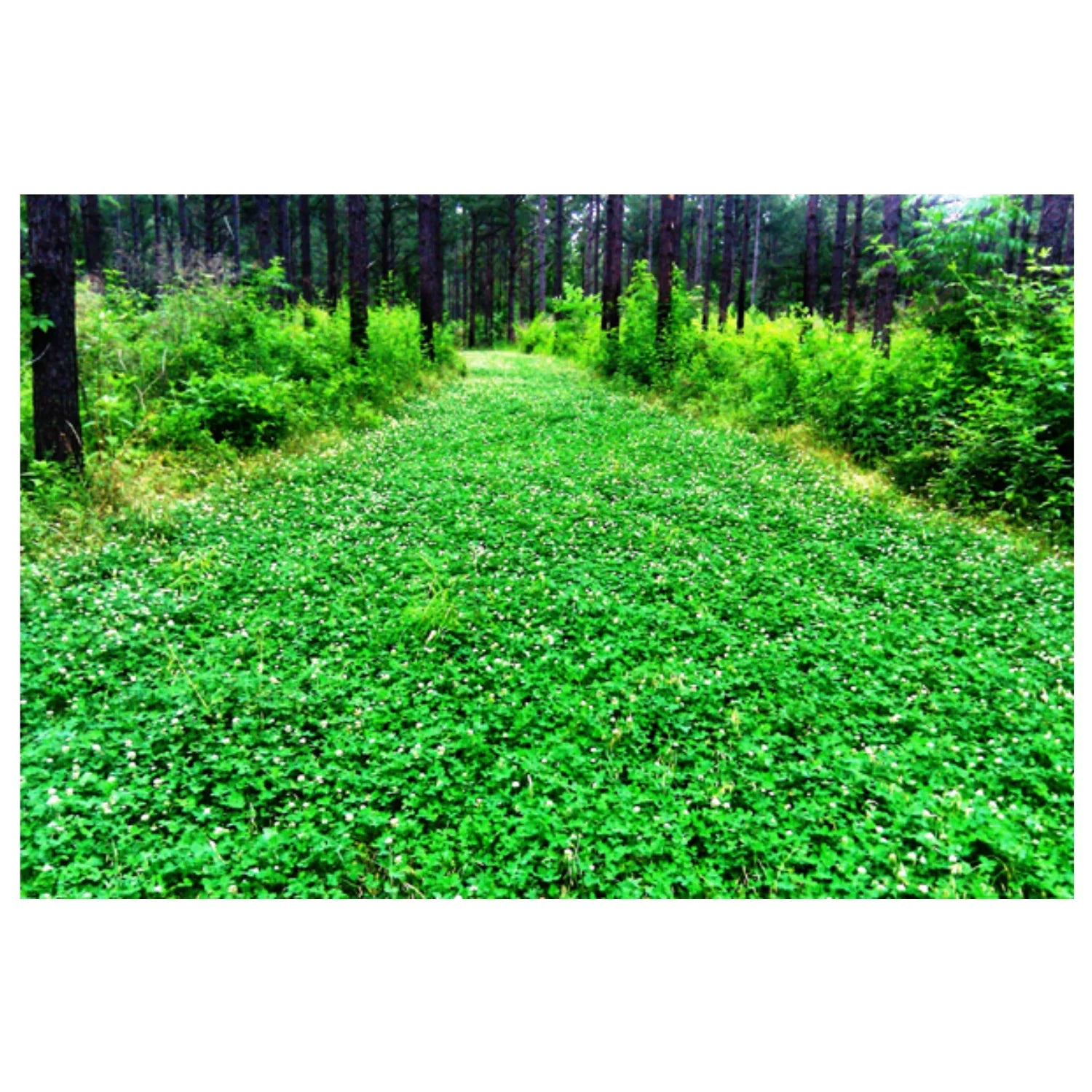 Pennington Rackmaster Durana Food Plot Seed Perennial White Clover 5 lbs for Deer Hunting and Wildlife Management