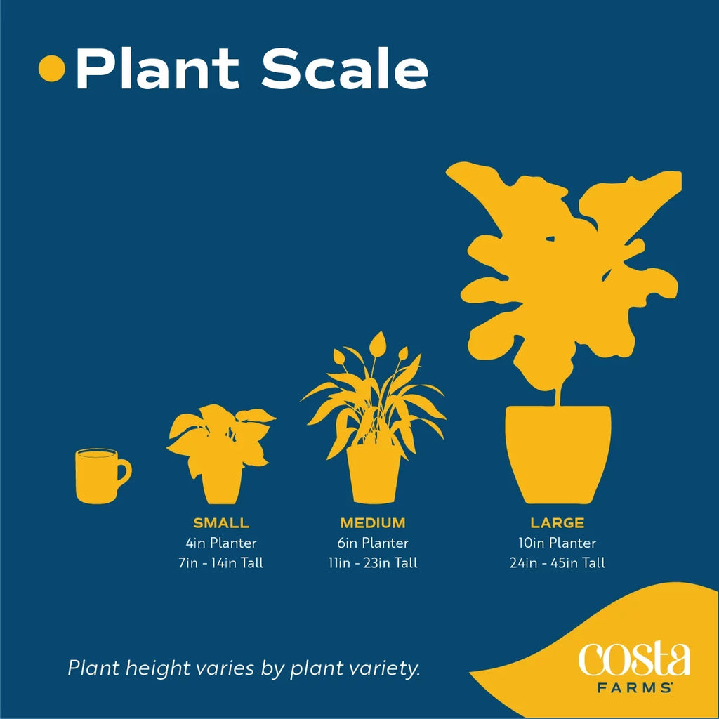 Island Blooms Live 20in. Tall Assorted Hibiscus; Full Sun Outdoor Plant 5in. Grower Pot 2-Pack