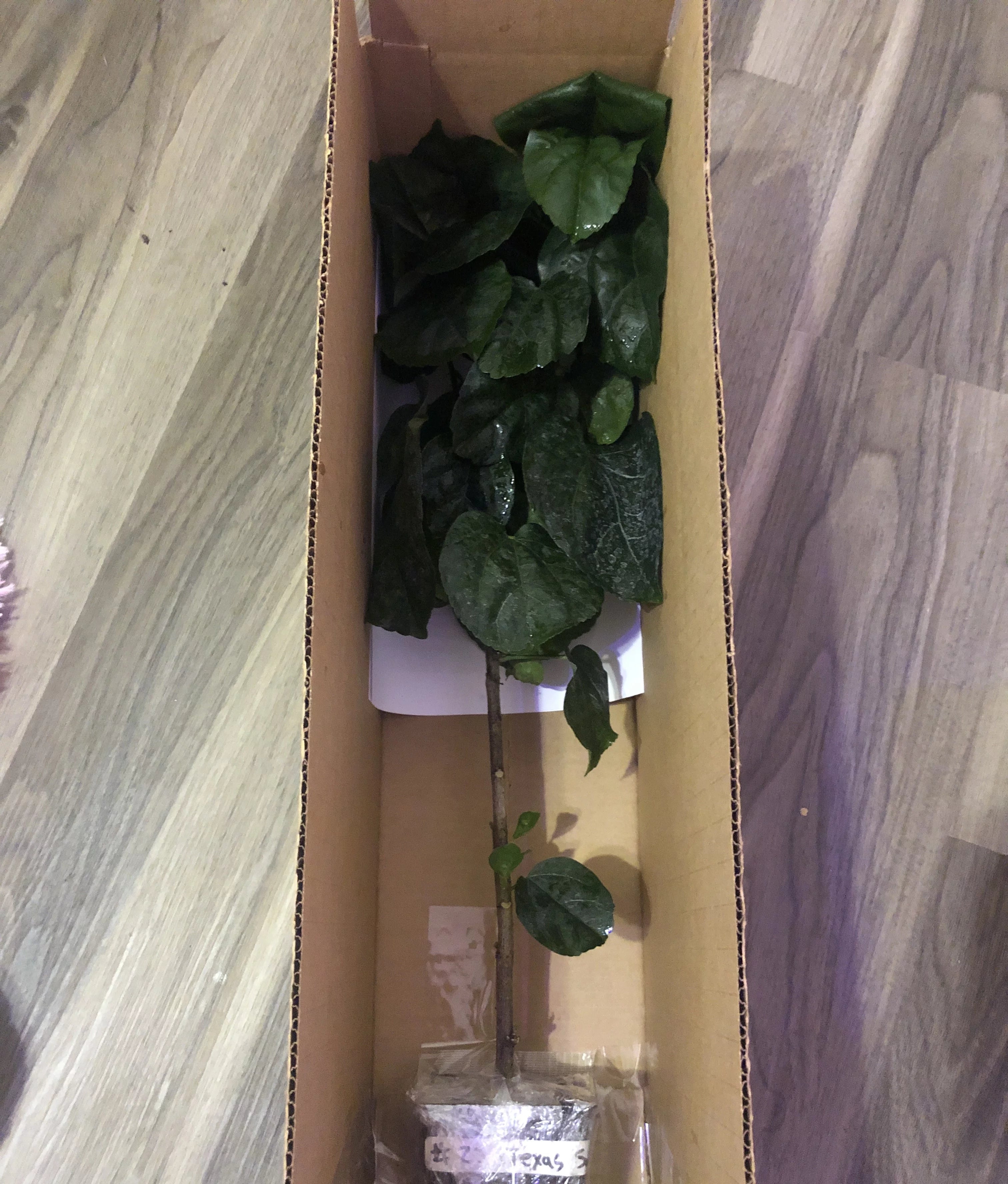 Live Plant! "Sweet Love" Exotic Tropical Hibiscus Live Plant in 4" pot