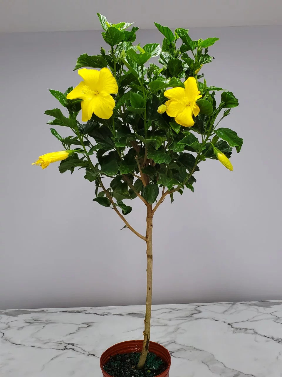 Tropical Plants of Florida 38" to 44" Yellow Hibiscus Tree; Yellow Flower Tree, Full Sunlight