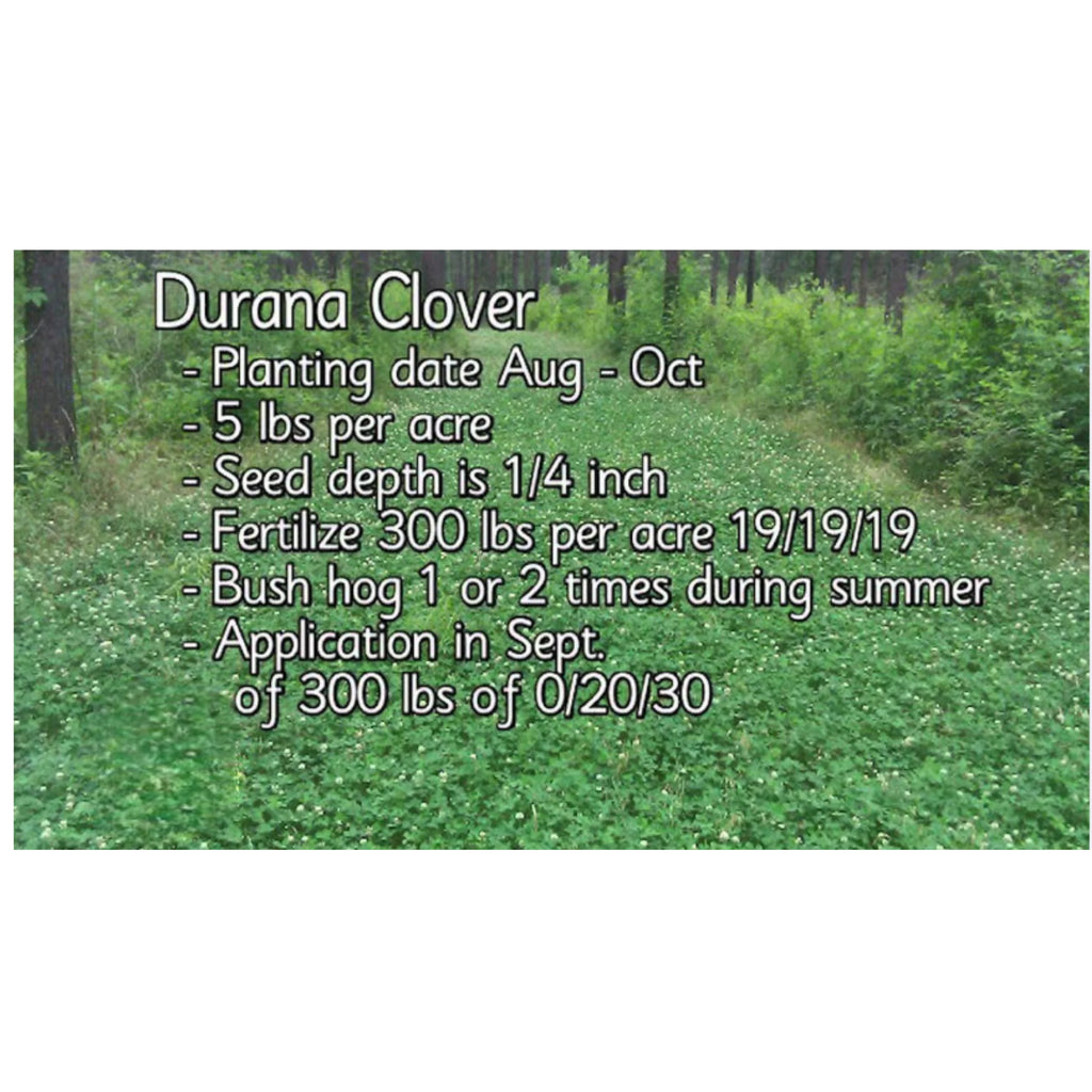 Pennington Rackmaster Durana Food Plot Seed Perennial White Clover 5 lbs for Deer Hunting and Wildlife Management