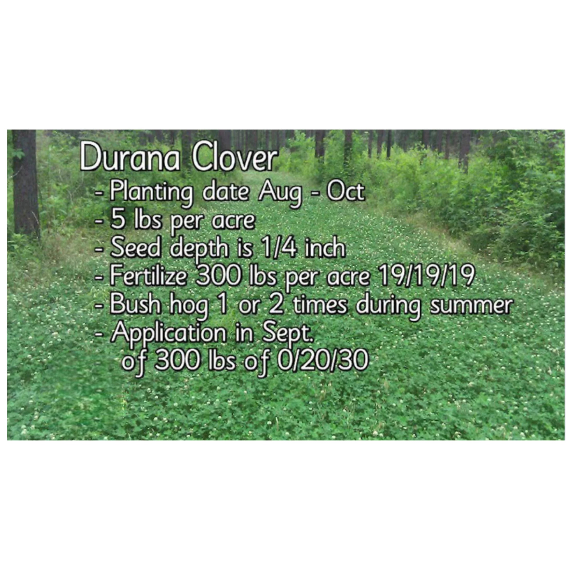 Pennington Rackmaster Durana Food Plot Seed Perennial White Clover 5 lbs for Deer Hunting and Wildlife Management