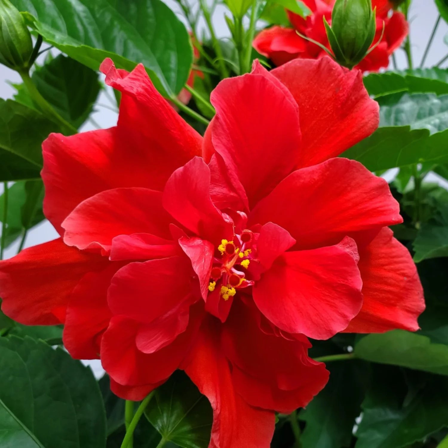 Tropical Plants of Florida 24" to 28" Live Double Red Hibiscus Bush; Full Sunlight, Outdoor Plant