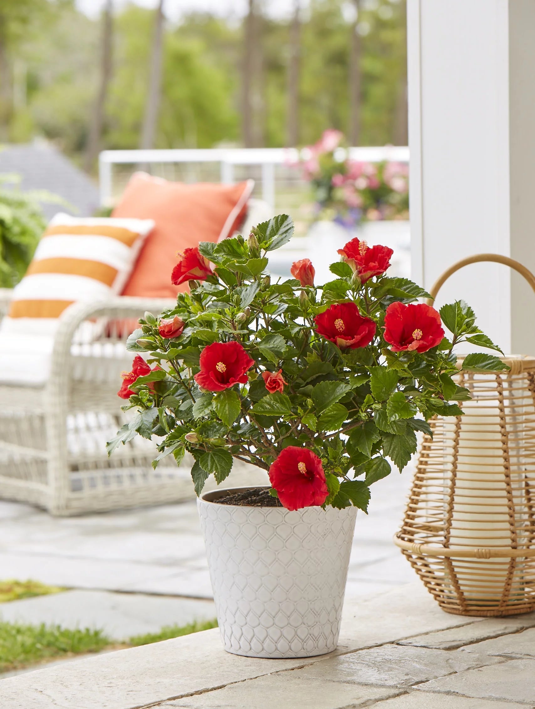 Island Blooms Live 20in. Tall Assorted Hibiscus; Full Sun Outdoor Plant 5in. Grower Pot 2-Pack