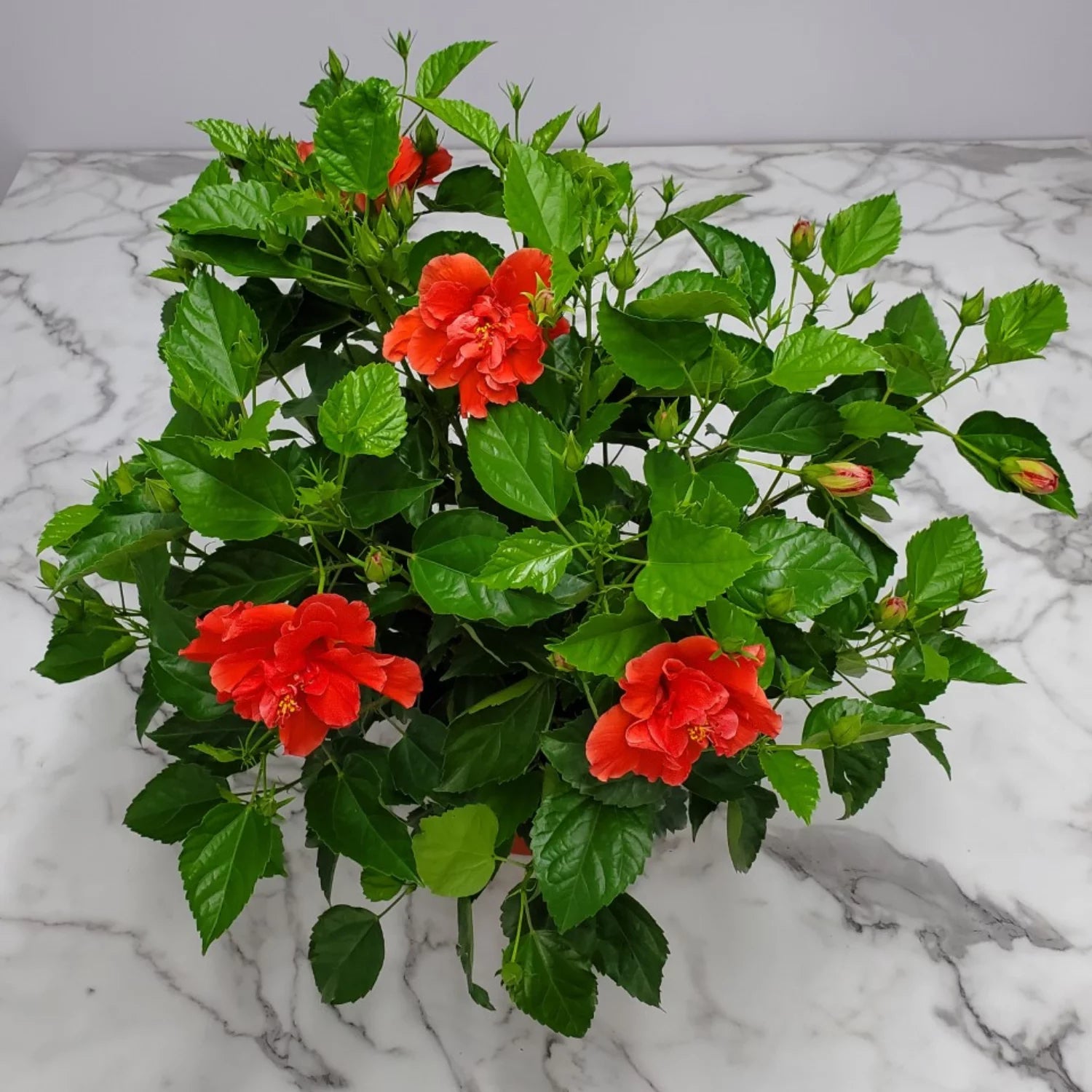 Tropical Plants of Florida 24" to 28" Live Double Red Hibiscus Bush; Full Sunlight, Outdoor Plant