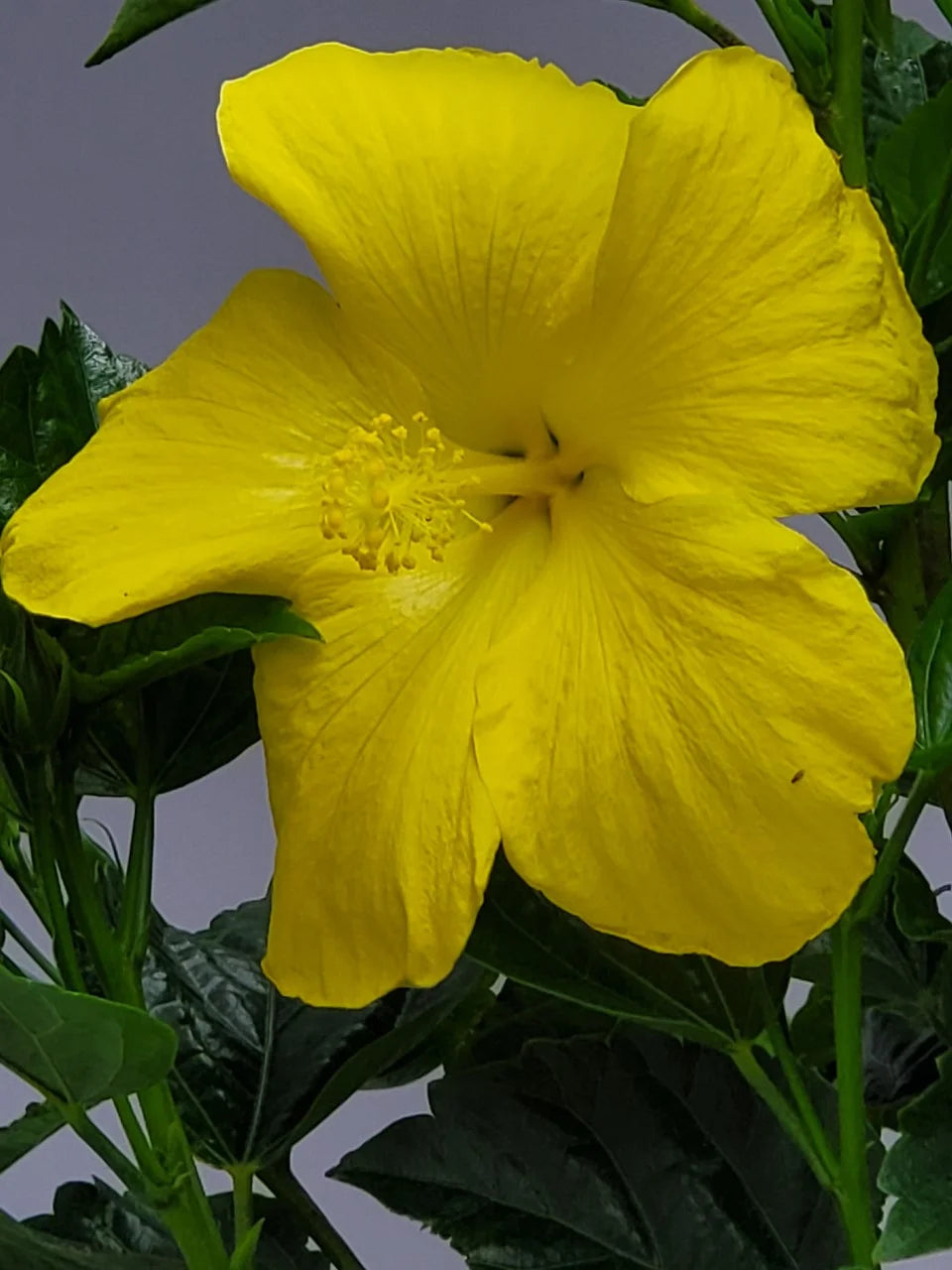 Tropical Plants of Florida 38" to 44" Yellow Hibiscus Tree; Yellow Flower Tree, Full Sunlight