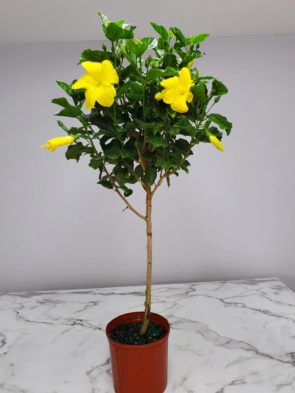 Tropical Plants of Florida 38" to 44" Yellow Hibiscus Tree; Yellow Flower Tree, Full Sunlight