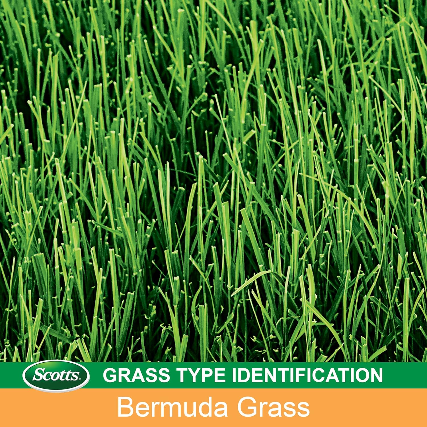 Scotts Turf Builder Grass Seed Bermudagrass, Mix for Full Sun, Built to Stand Up to Heat & Drought, 5 lbs.