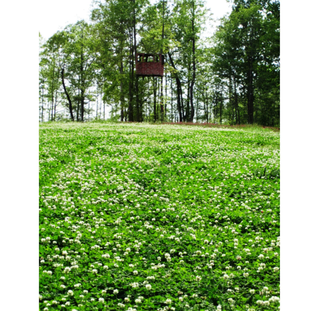 Pennington Rackmaster Durana Food Plot Seed Perennial White Clover 5 lbs for Deer Hunting and Wildlife Management