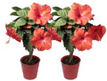 Island Blooms Live 20in. Tall Assorted Hibiscus; Full Sun Outdoor Plant 5in. Grower Pot 2-Pack